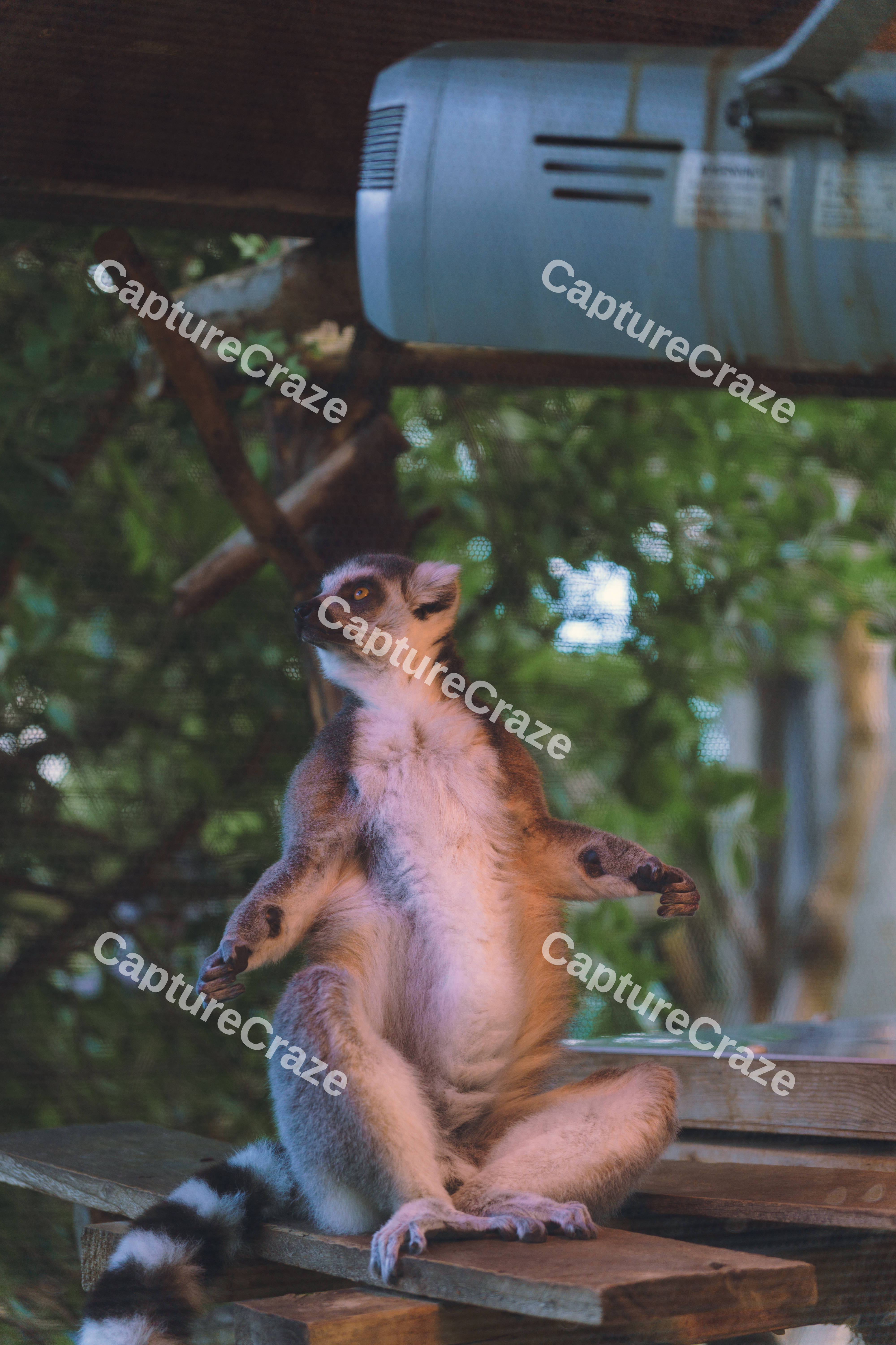 Lemur Bathing